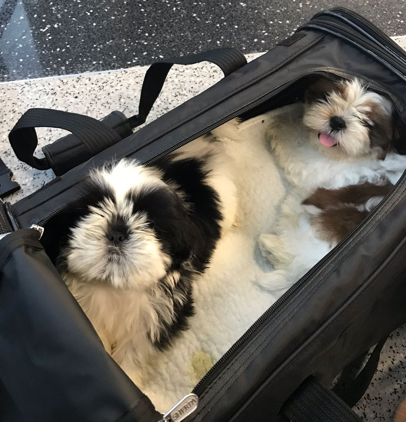 Pet Transportation Flight Nanny by Paw Passports